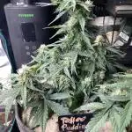 Anesia Seeds - Toffee Pudding Auto