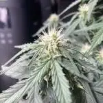 Anesia Seeds - Toffee Pudding Auto