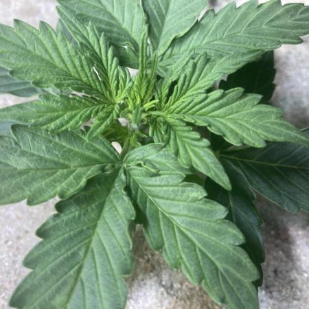 Anesia Seeds - Toffee Pudding Auto