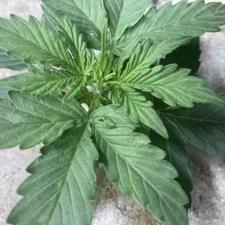 Anesia Seeds - Toffee Pudding Auto