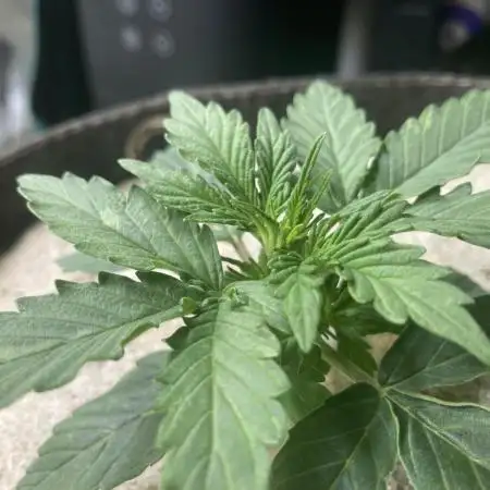 Anesia Seeds - Toffee Pudding Auto