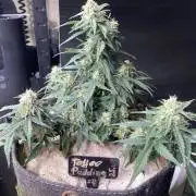 Toffee Pudding Auto - Anesia Seeds