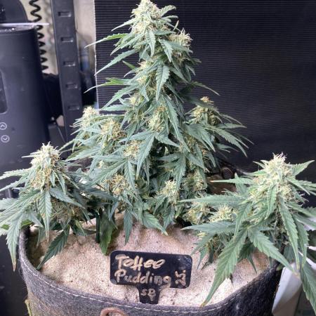 Toffee Pudding Auto - Anesia Seeds