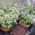 Purple Kush