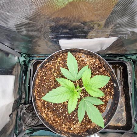 Purple Kush