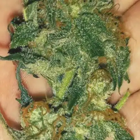 northern lights auto (2021)