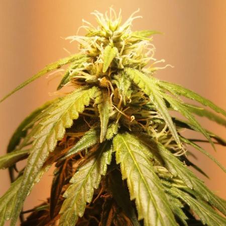new hybrid created by jollygrower