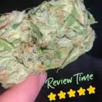 Haze berry auto 2023