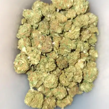 Amnesia hybrid 2022