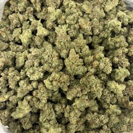 2024/2025 best  plants