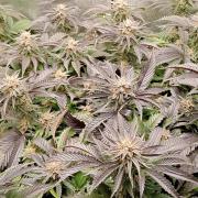 2026 best plants