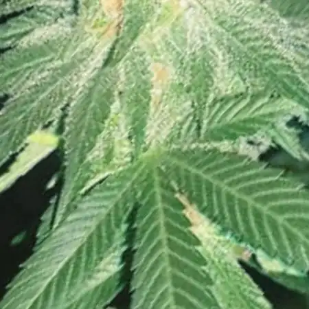 Amnesia haze regular (2021)