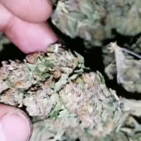 🥇Summer bud 2021