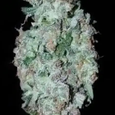 Amnesia haze regular (2021)