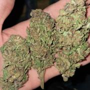 mountain weed 2026 (Outdoor)