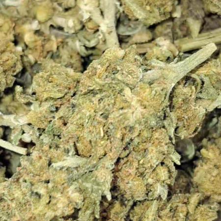 🥇italian grower awards 2023