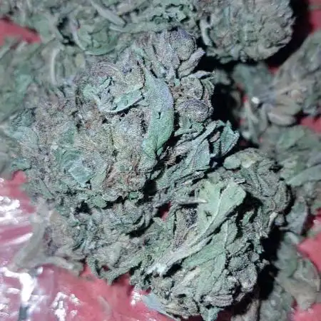 Bubblegum auto - Auto BubbleGum xxl