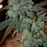 🥈Summer bud 2021