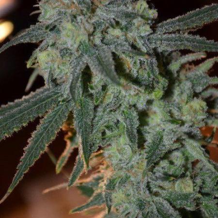 Summer grower bud 2021 🥈second place