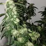 Ripper Eyeballz and OSG Blue Grape Fuel