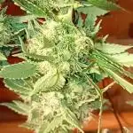 Ripper Eyeballz and OSG Blue Grape Fuel