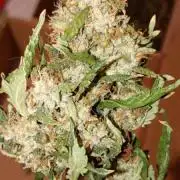 Ripper Eyeballz and OSG Blue Grape Fuel