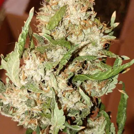 Ripper Eyeballz and OSG Blue Grape Fuel