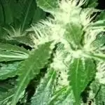 Ripper Eyeballz and OSG Blue Grape Fuel