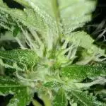 Ripper Eyeballz and OSG Blue Grape Fuel