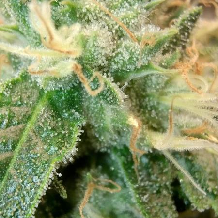 Ripper Eyeballz and OSG Blue Grape Fuel