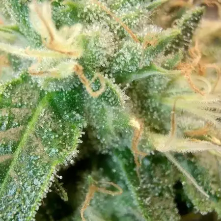 Ripper Eyeballz and OSG Blue Grape Fuel