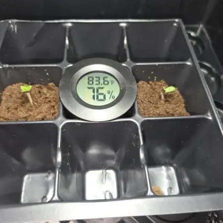 Shiskaberry Cookies