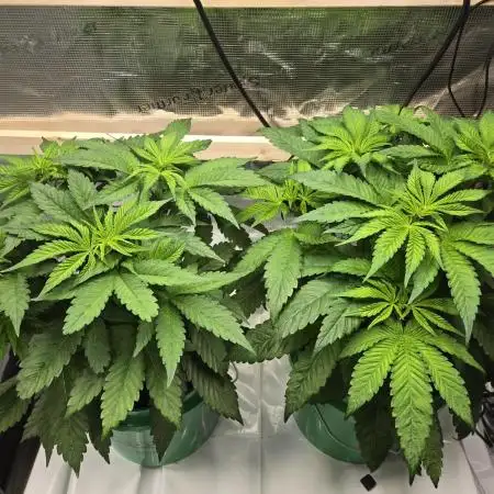 Shiskaberry Cookies