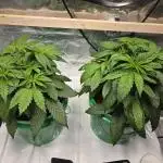 Shiskaberry Cookies