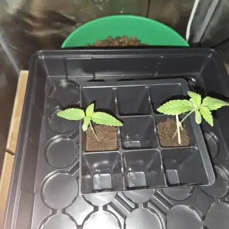 Shiskaberry Cookies