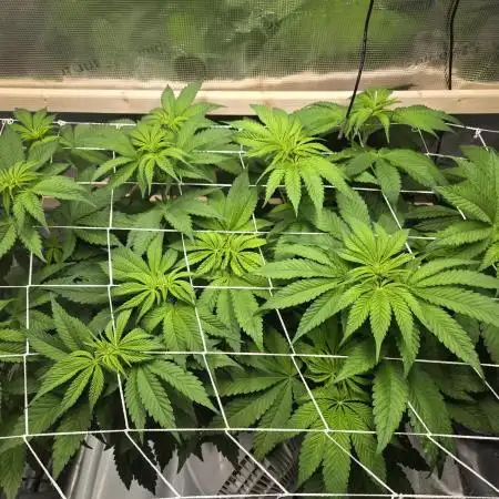 Shiskaberry Cookies