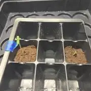 Moon Fog/Orange Cake/Bubba Brunch