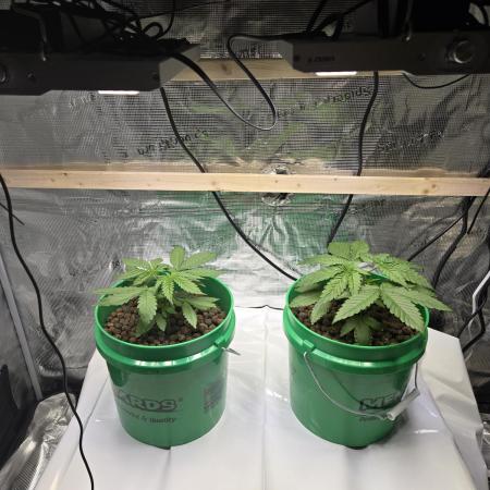Shiskaberry Cookies