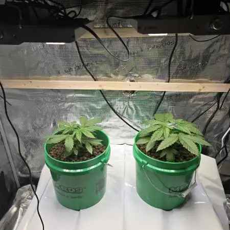 Shiskaberry Cookies