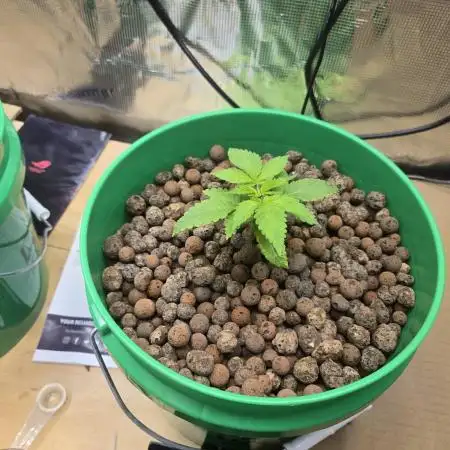 Shiskaberry Cookies
