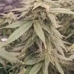 Vivosun grow