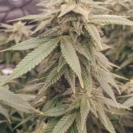 Vivosun grow
