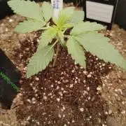 Fast buds seed to harvest coming soon