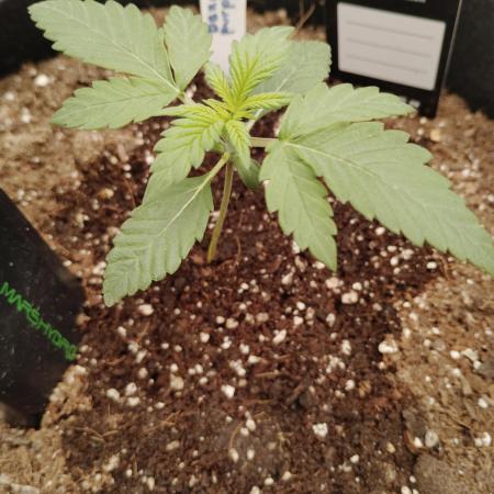 Fast buds seed to harvest coming soon