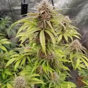 Fast buds seed to harvest coming soon