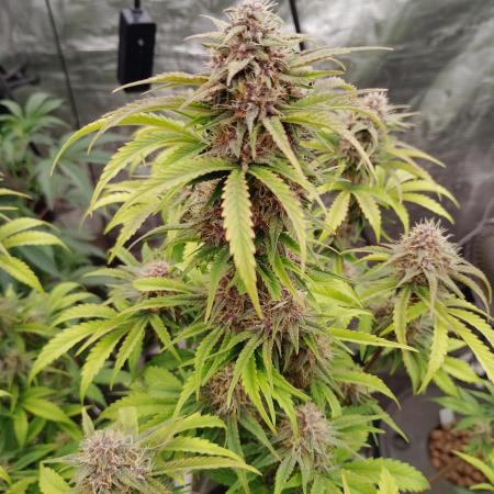 Fast buds seed to harvest coming soon