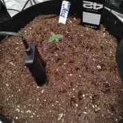 Fast buds seed to harvest coming soon