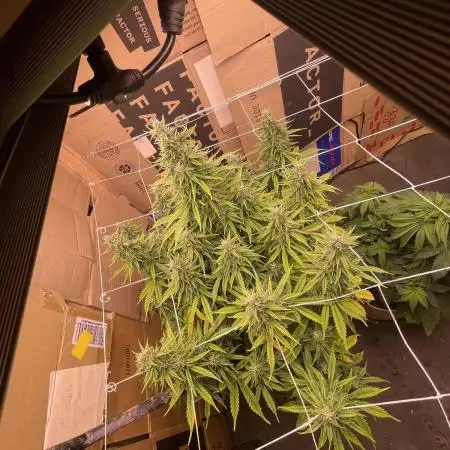DOSIDOS AUTO