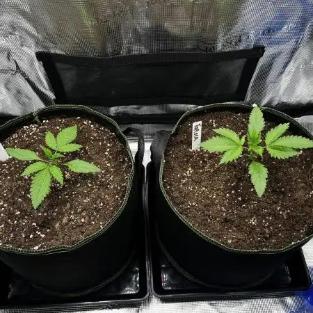 Lemon Cherry Cookies Auto