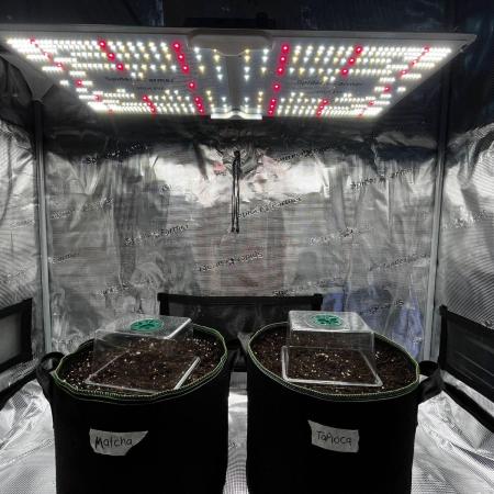 Lemon Cherry Cookies Auto
